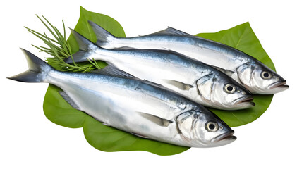 A selection of Bluefish fish alongside vibrant leafy greens, placed on a white surface.
