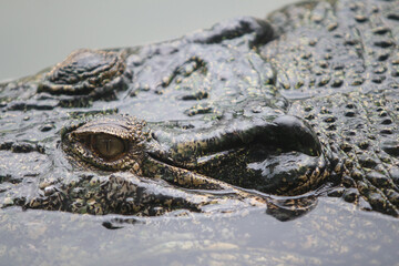 Big crocodile on farm outdoors