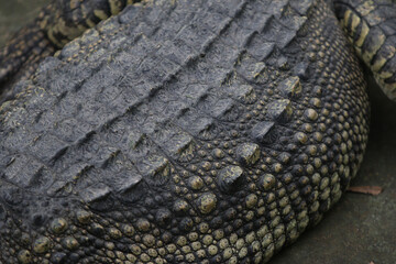 Crocodile skin leathertexture , close up