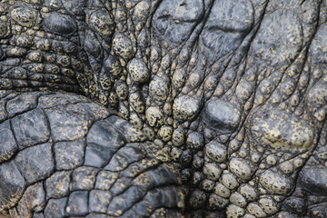 Fototapeta premium Crocodile skin leathertexture , close up