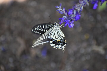 Butterfly Black&White-21