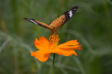 Butterfly Orange-23