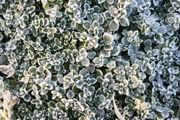 A Frosty Green Ground Cover adorned with Delicate Leaves, showcasing the beauty of winter