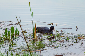 A coot swimming in a peaceful wetland scene. a coot paddles in calm waters, serene mood, side perspective, close to the shore, wetland habitat, concept of tranquility and wildlife.