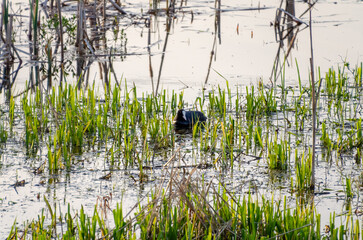 A coot swimming in a peaceful wetland scene. a coot paddles in calm waters, serene mood, side perspective, close to the shore, wetland habitat, concept of tranquility and wildlife.