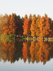 autumn trees reflected in water