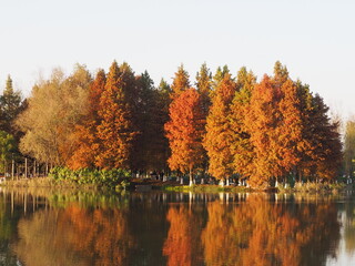 autumn in the park
