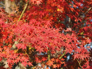 red maple leaves