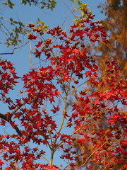 red maple leaves