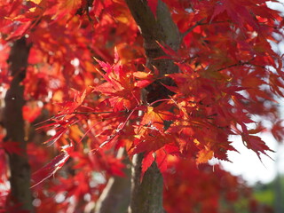 red maple leaves