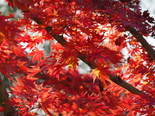 red maple leaves