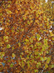 autumn leaves in the park