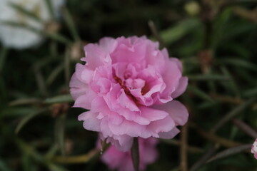 Portulaca grandiflora is a succulent flowering plant in the purslane family Portulacaceae. rose moss, eleven o'clock, Mexican rose, moss rose, sun rose, table rose, rock rose, and moss-rose purslane.
