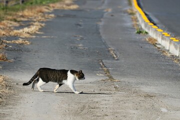 河川道を歩くのらねこ　冬の散策風景