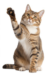 Playful tabby cat raising paw - A curious tabby cat sitting upright and raising its paw, showcasing an adorable and playful gesture on a white background.