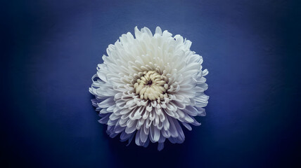 A single white chrysanthemum flower, softly lit, placed against a solid background in color #221F20 (very dark gray-black). Minimalist composition, no additional elements, evoking calm, respect, and s