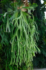 platycerium bifurcatum, the elkhorn fern or common staghorn fern, is a species of fern. tanduk...