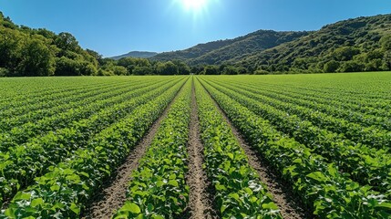 Obraz premium Lush green agricultural field stretches to distant mountains under bright sun.