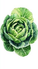 Vibrant Watercolor Cabbage Illustration: A Fresh, Healthy, and Organic Vegetable