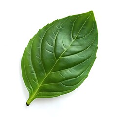Obraz premium Fresh Green Basil Leaves on White Background – Isolated Herb Image