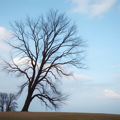 Minimalist Landscape with Bare Tree and Blue Sky