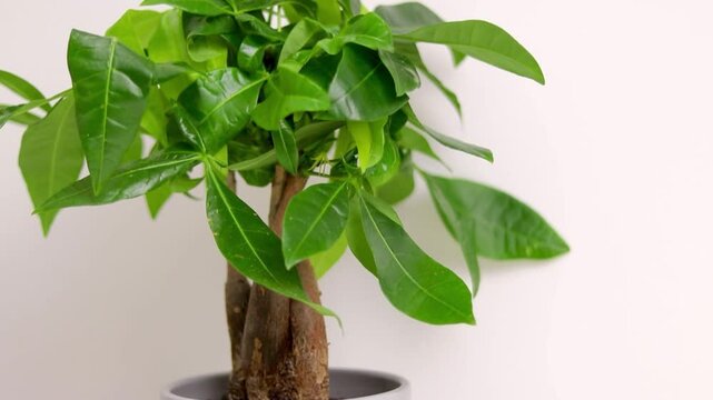 A Pachira aquatica plant growing in a grey pot standing on white dresser table in a room at home