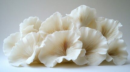 Close-up of creamy white oyster mushrooms.