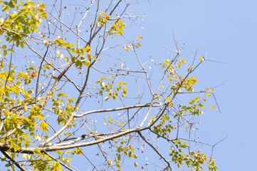 branch or tree and blue sky