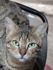 Cat beautiful head shoot