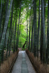 Obraz premium Hokoku-ji temple in Kamakura with a quiet bamboo garden, Kanagawa, Japan