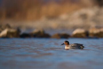 Small teal on the water