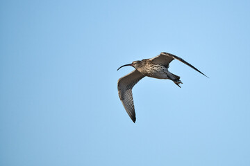 Flight image of a curlew