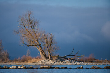 Old tree on a small island