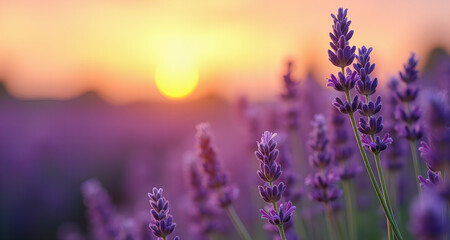 Fototapeta premium Lavender Field in Sunset Light, Ideal for Aromatherapy Concepts, Nature Backgrounds, Relaxation Themes, and Romantic Scenery