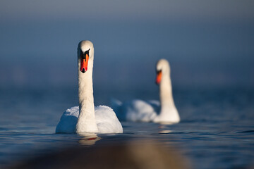 pair of swans in the morning sun