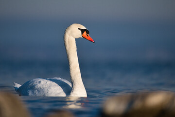 beautiful swan in morning sun