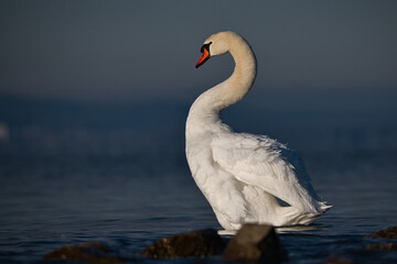 beautiful swan preening its feathers in the morning