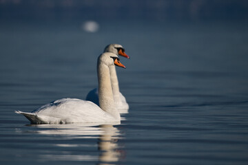pair of swans in the morning sun