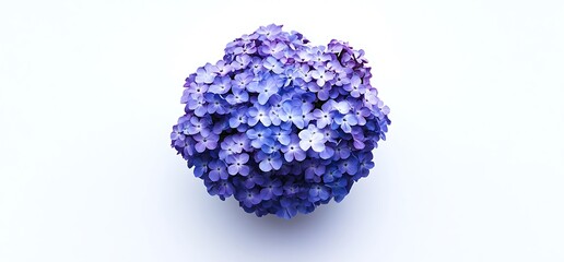 Obraz premium A bunch of small blue violet flowers on a white spring background