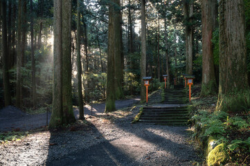 Ninooka Shrine and tall cedar trees and gingko trees in autumn in early morning, Gotemba, Shizuoka,...