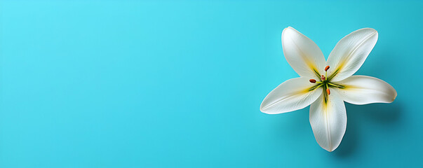 Fototapeta premium White Lily on Teal, Purity, Elegance, and Serenity. A delicate flower rests gently on a vibrant background, showcasing its beauty.