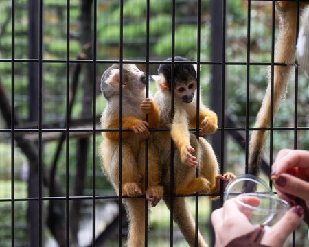 Common squirrel monkey reaching for food from its cage in a zoo