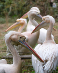 Close-up on a flock of Pelicans in a zoo captivity