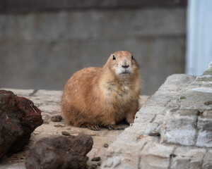 Cute, small Prairie dog in a zoo
