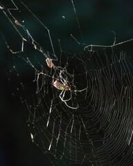 Trichonephila clavata or Joro Spider on its web, native to China and Japan 