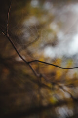 An out of focus spiderweb in the autumn forest