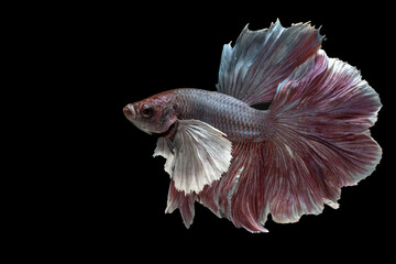 Obraz premium Colorful betta fish in black background