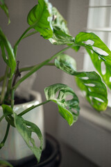 Macro shot of a monstera adansonii in a white pot by a sunlit window