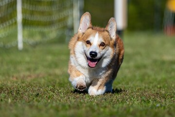 Pembroke Welsh Corgi Running Lure Course Sprint Dog Sport