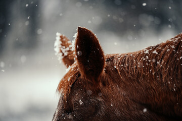 Close-up of Chestnut Horse Ears with Snowflakes